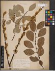 Foto von Salix caprea L.